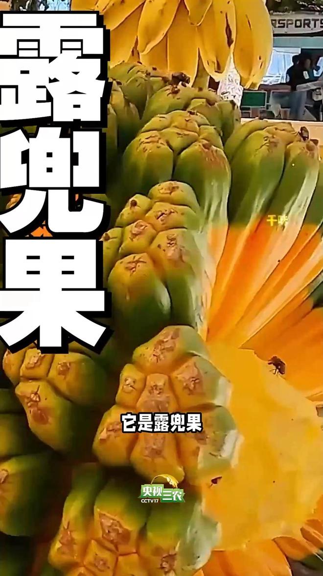 (图2)
