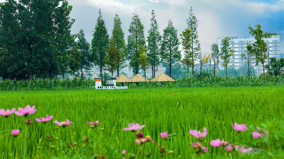 (图1)